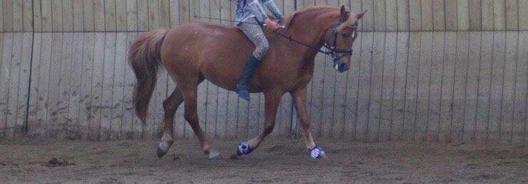 Anden særlig race Isadora billede 5