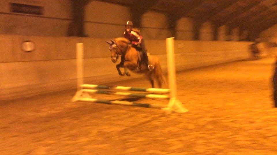 Anden særlig race Isadora billede 4