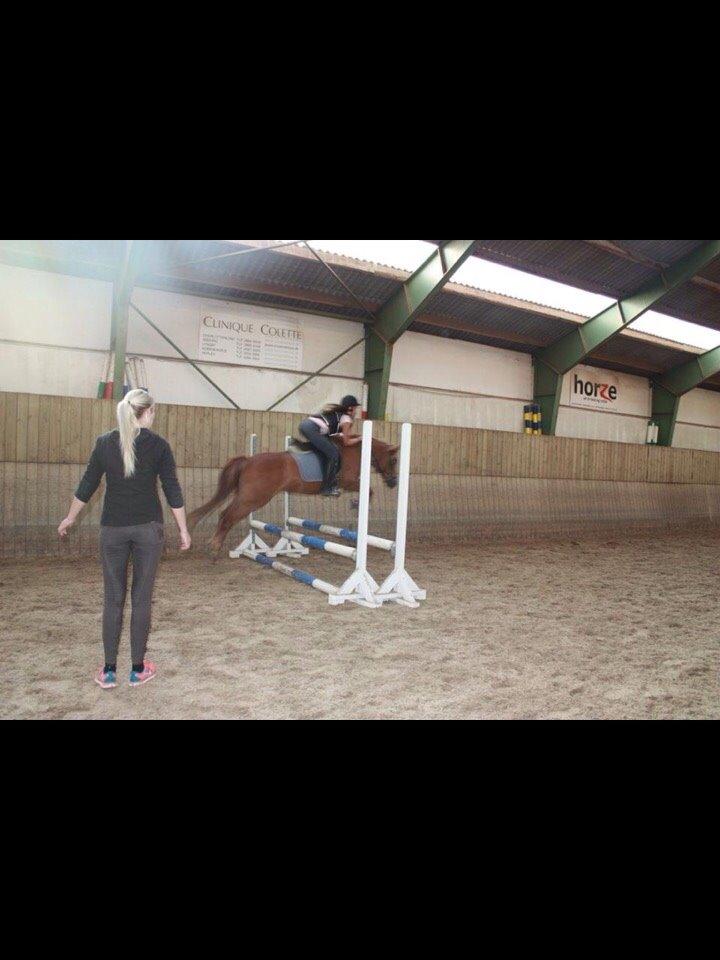 Anden særlig race Isadora billede 7