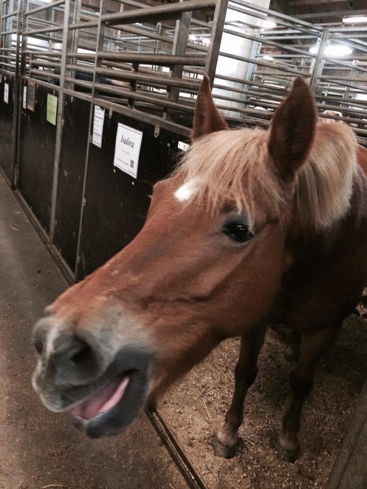 Anden særlig race Isadora billede 11