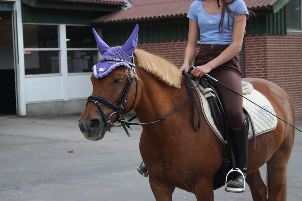 Anden særlig race Isadora billede 12