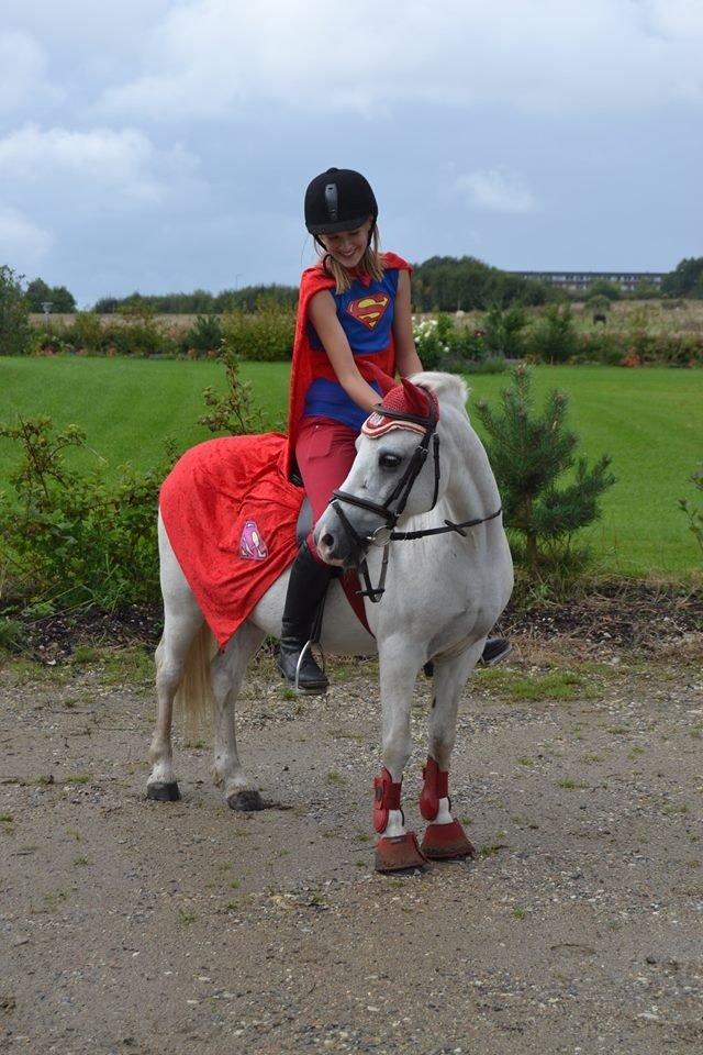 Welsh Mountain (sec A) Pinina Rueben - Vi havde klædt os ud som supermænd, sammen med nogen veninder fra en anden gård<3 billede 10