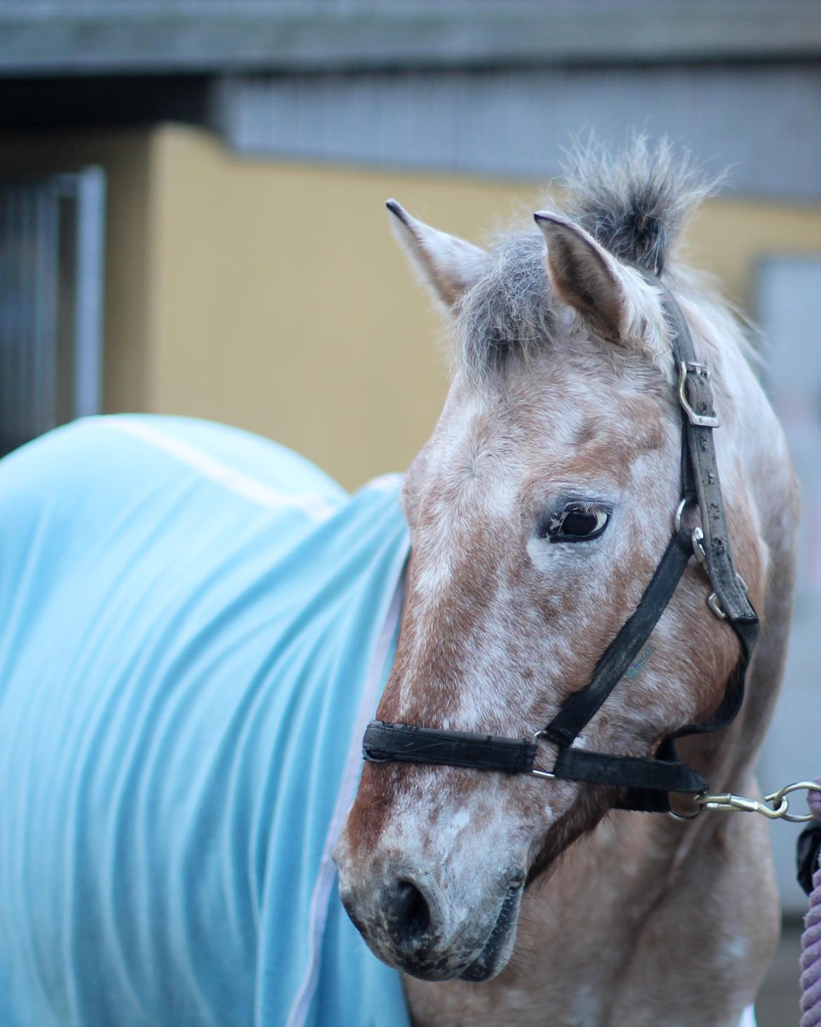 Anden særlig race Little Kahlua  billede 11