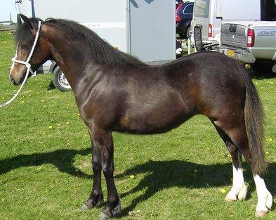 Welsh Pony af Cob-type (sec C) Thers Dark Duchess billede 1