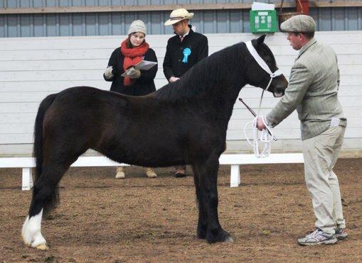 Welsh Pony af Cob-type (sec C) Thers Dark Duchess billede 2