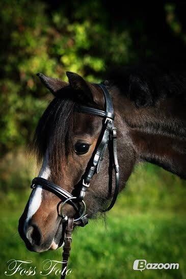 Welsh Pony af Cob-type (sec C) Thers Dark Duchess billede 6