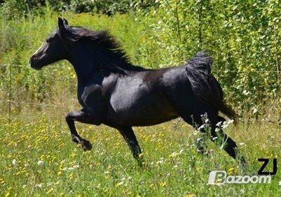 Welsh Pony af Cob-type (sec C) Thers Dark Duchess billede 8