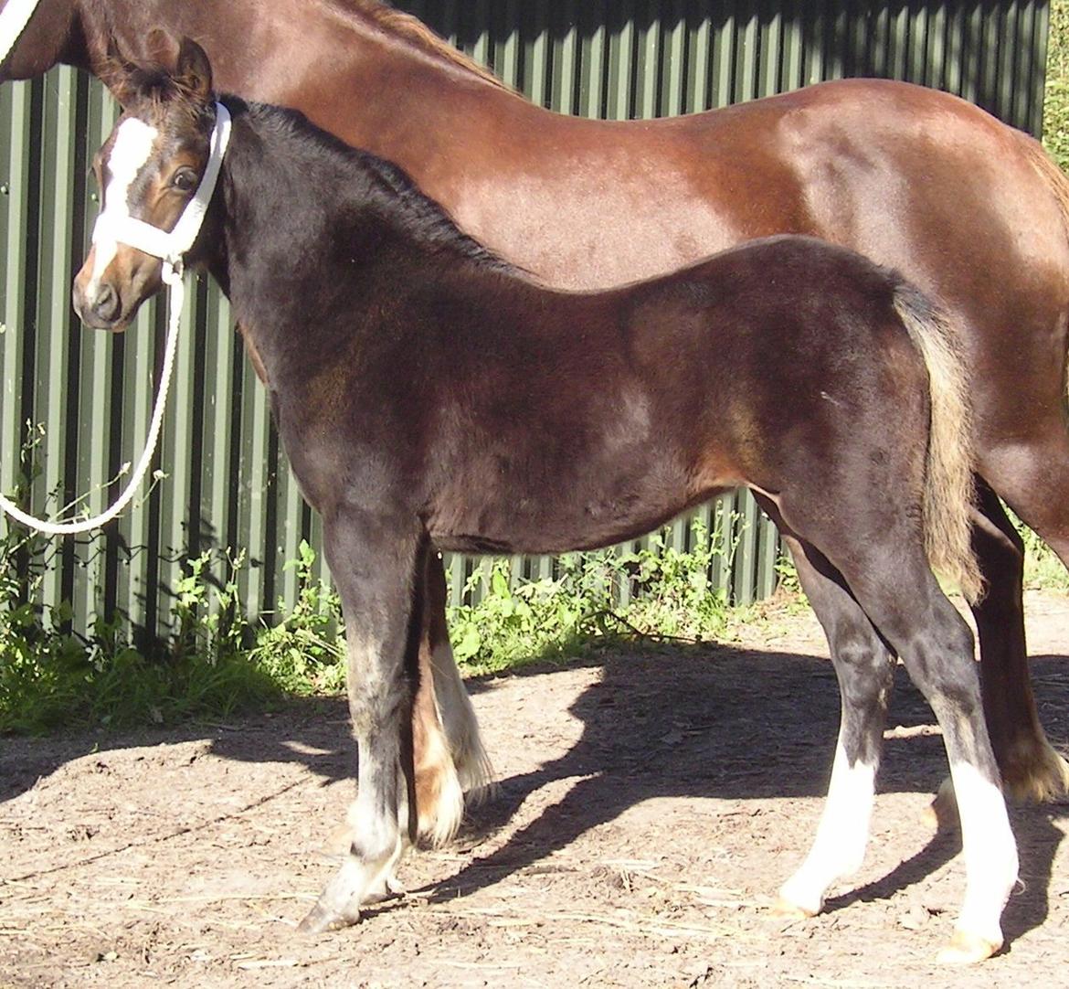 Welsh Pony af Cob-type (sec C) Thers Dark Duchess billede 9