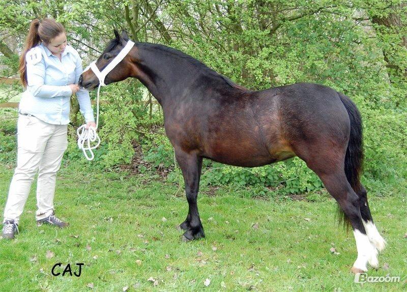Welsh Pony af Cob-type (sec C) Thers Dark Duchess billede 11