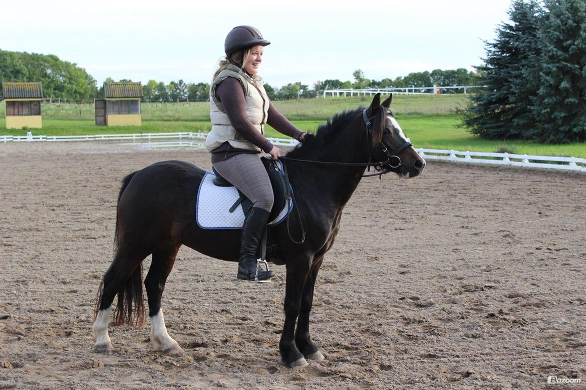 Welsh Pony af Cob-type (sec C) Thers Dark Duchess billede 12