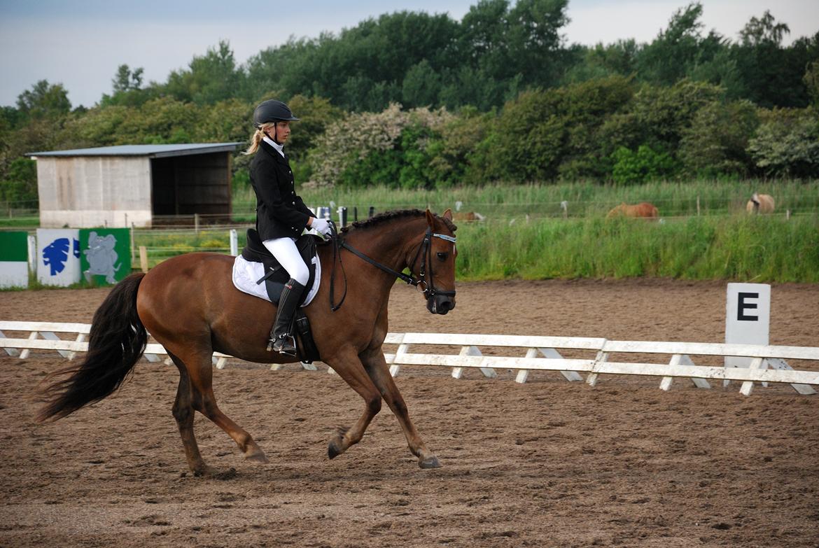 Anden særlig race Vesterleds Tobbi *Toppen af poppen* - LA3 billede 2