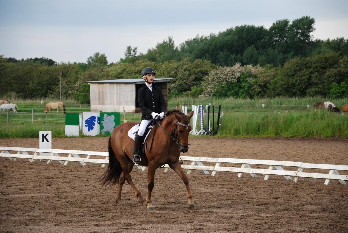 Anden særlig race Vesterleds Tobbi *Toppen af poppen* - LA3 billede 19