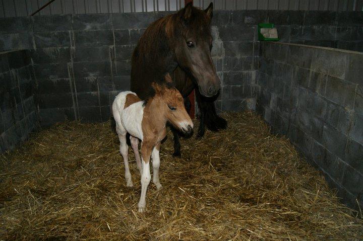 Islænder Freyr fra Lorenzminde (Min hjerte ven) - For treog et halvt år siden blev den mest fantsastiske pony født billede 1