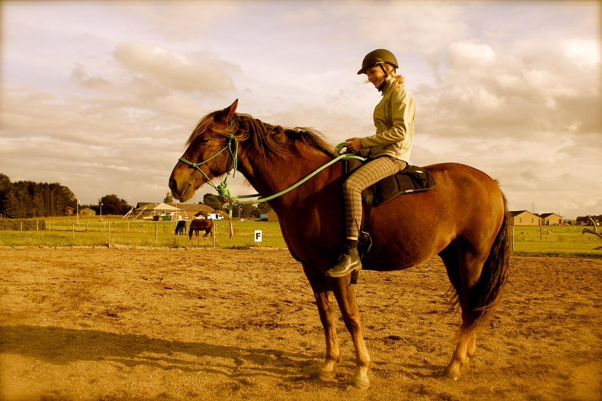 Anden særlig race Vesterleds Tobbi *Toppen af poppen* - Hygge billede 1