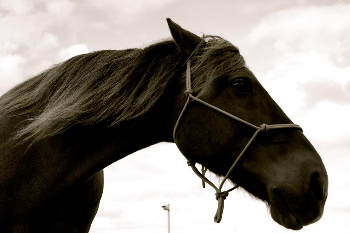 Anden særlig race Vesterleds Tobbi *Toppen af poppen* - Smuk er du billede 18