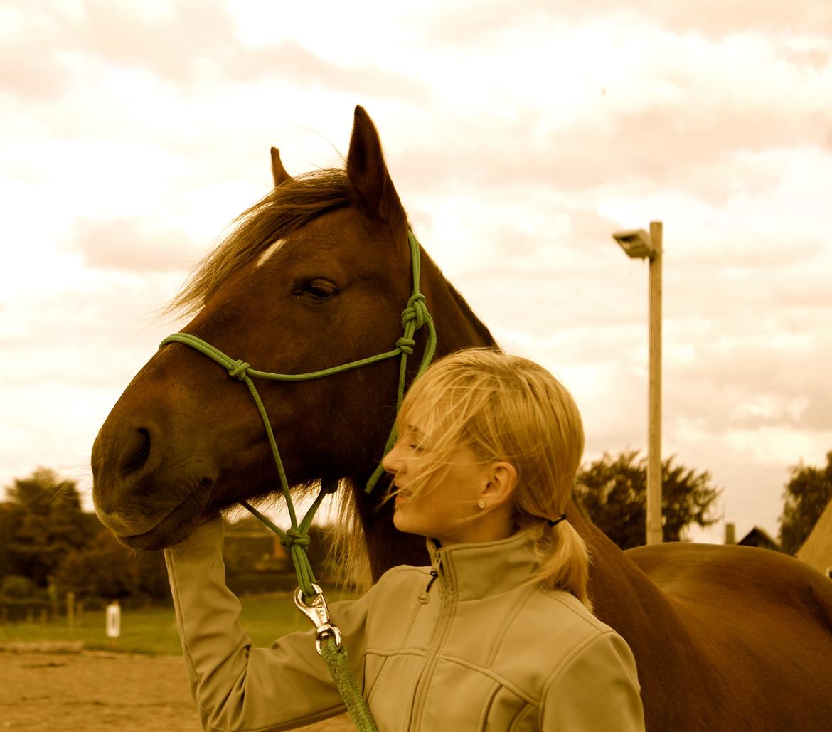 Anden særlig race Vesterleds Tobbi *Toppen af poppen* - Jeg har aldrig været så knyttet til nogen anden hest billede 15