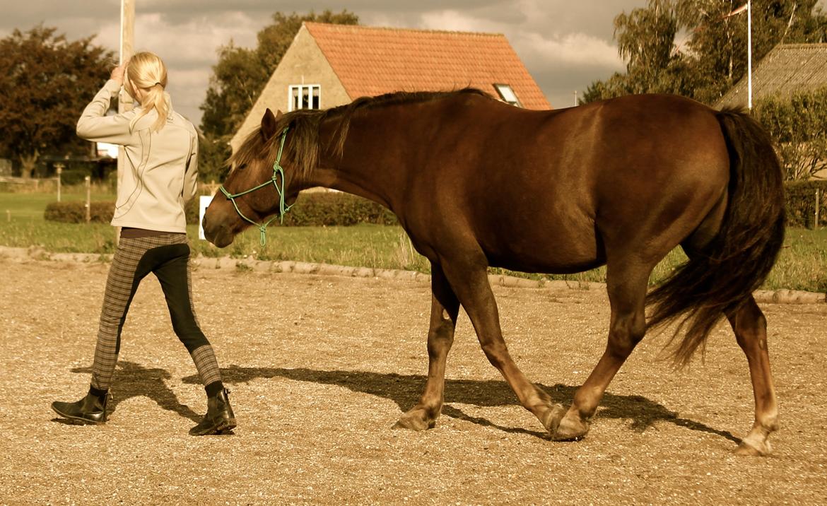 Anden særlig race Vesterleds Tobbi *Toppen af poppen* - Horsemanship billede 9