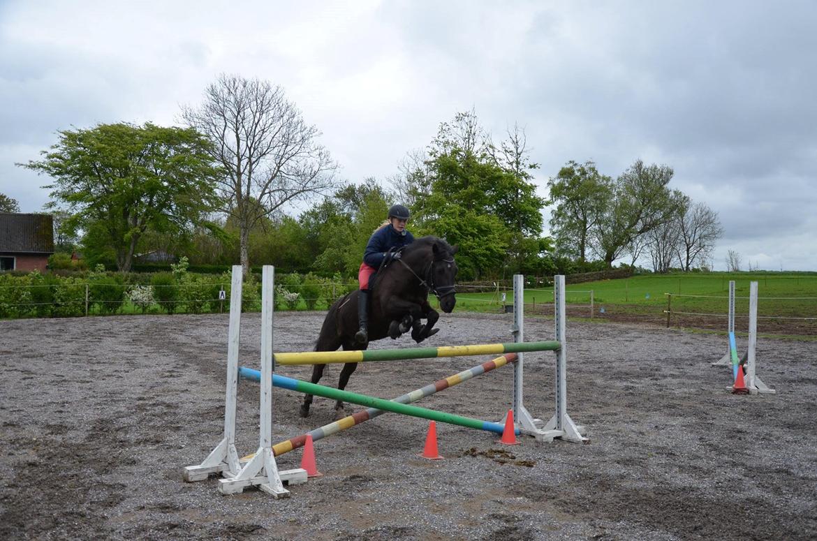 New Forest Lindholms Micky - Over 1 meter uden sadel! <3 billede 2