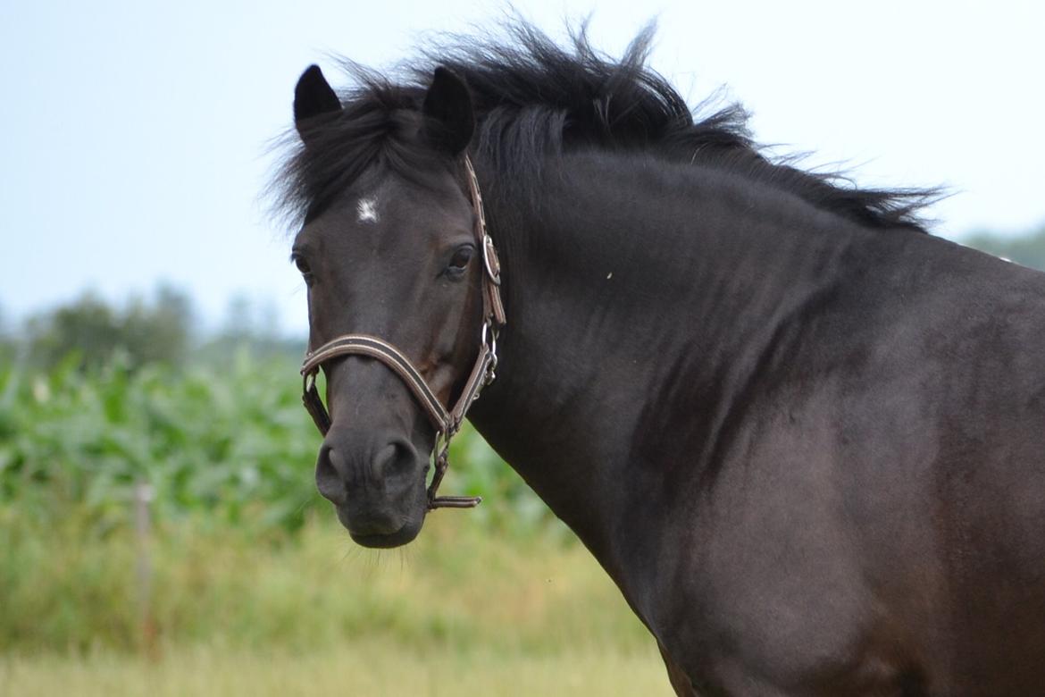 New Forest Lindholms Micky - Smukke Micky! <3 billede 16