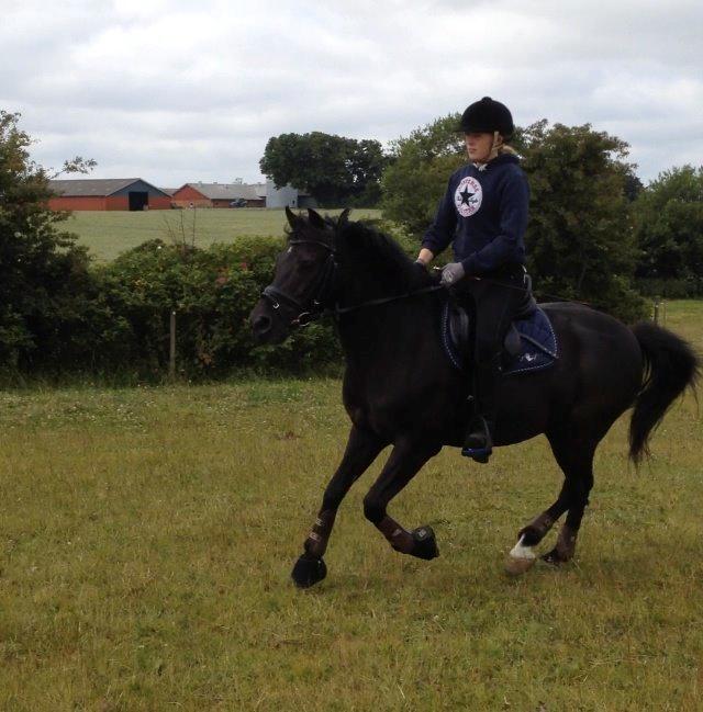 New Forest Lindholms Micky - Springtræning<3 billede 17