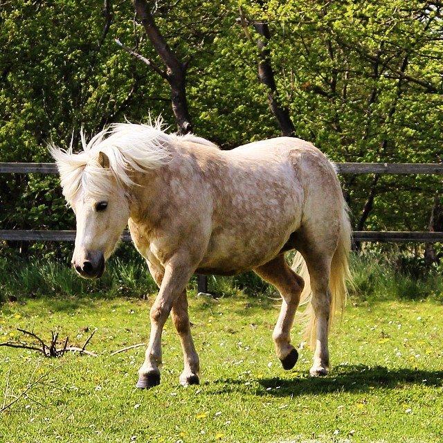 Welsh Partbred (Sec F) Stendalsgaards Golden - Billede: Simone Hvilsted billede 9