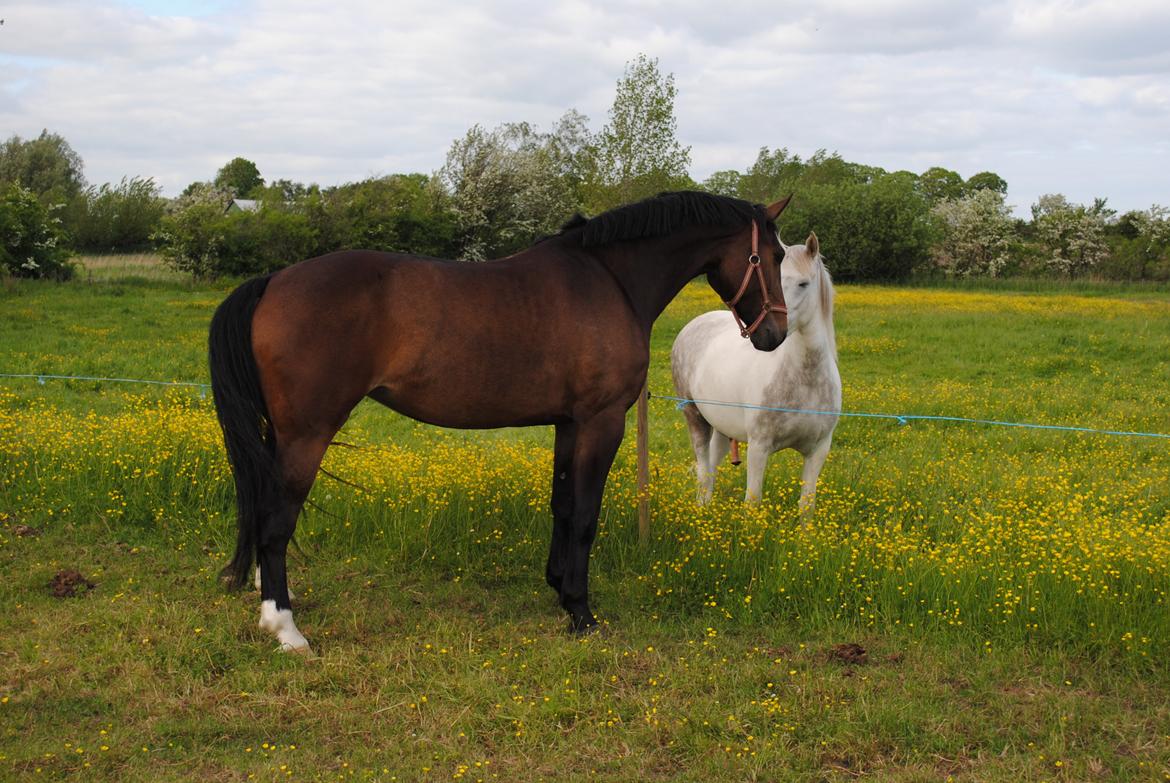 Oldenborg Carmen Elektra billede 10