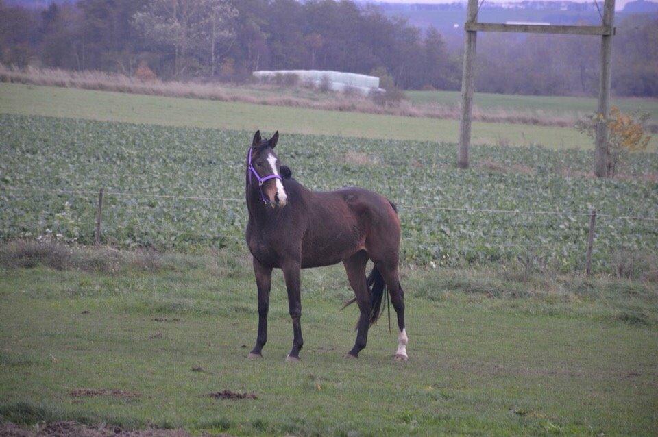 Dansk Varmblod Chansey Skovbo billede 8