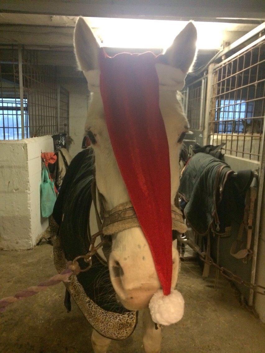 Knabstrupper Bøgelyens Dusty [tidligere hest] billede 20