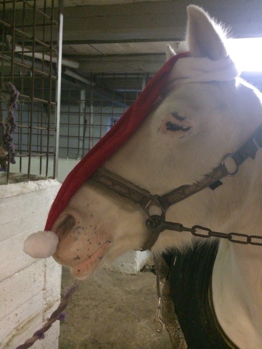 Knabstrupper Bøgelyens Dusty [tidligere hest] billede 18