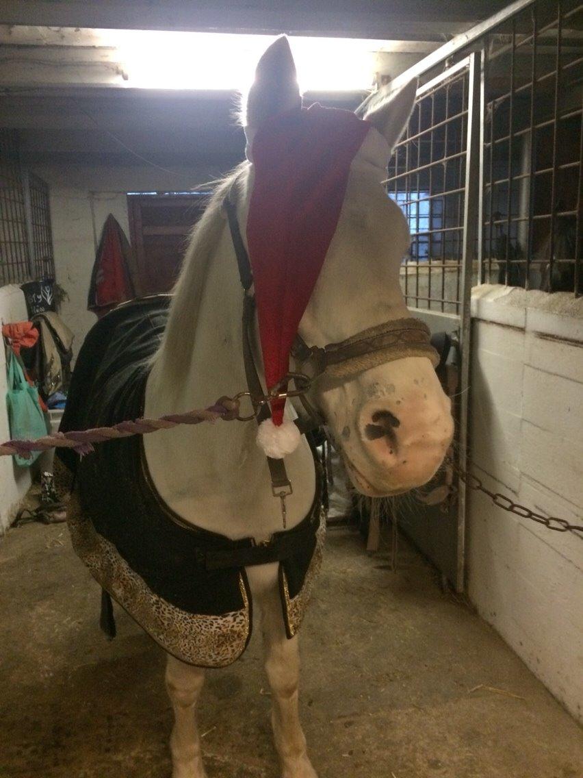 Knabstrupper Bøgelyens Dusty [tidligere hest] billede 22