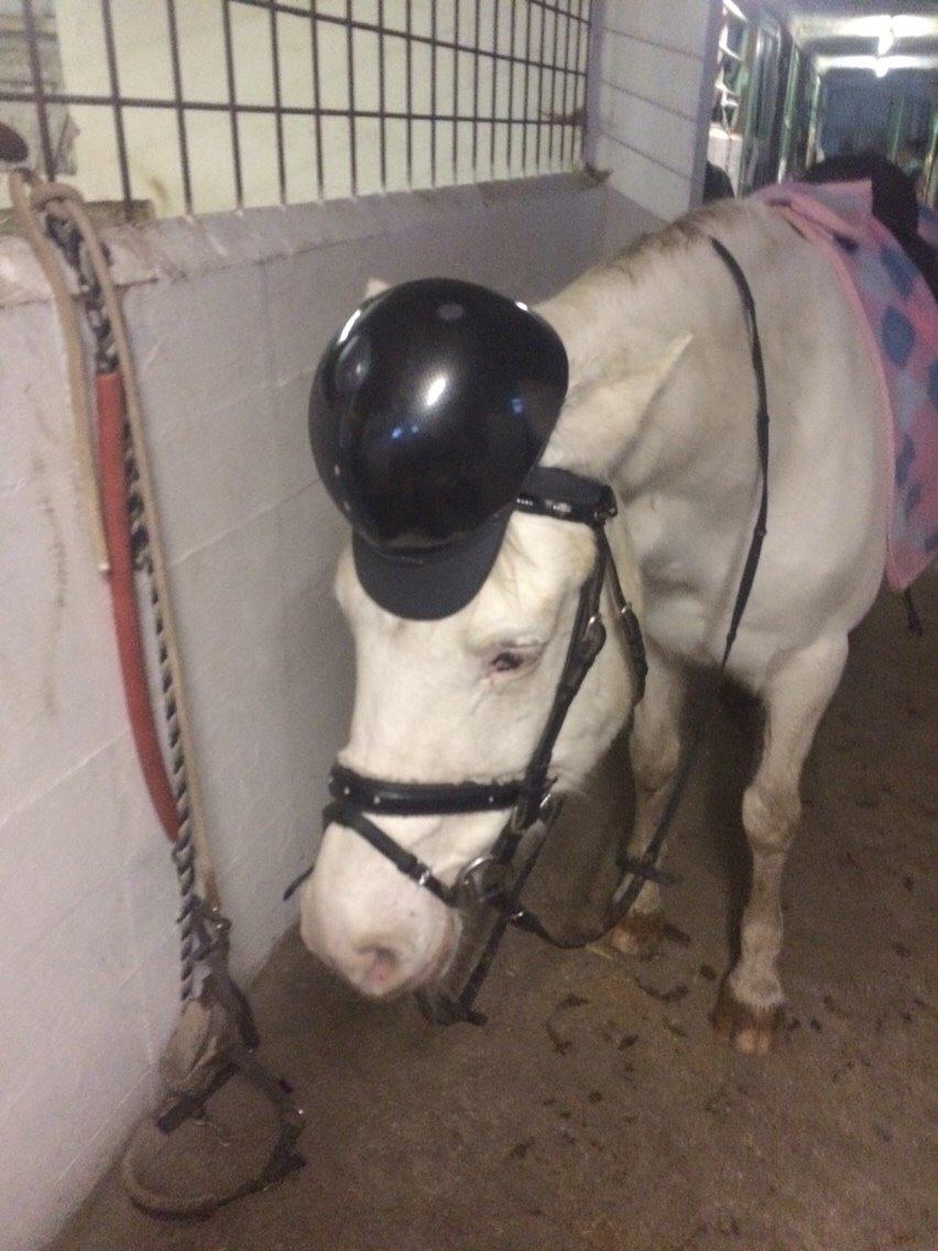 Knabstrupper Bøgelyens Dusty [tidligere hest] billede 23