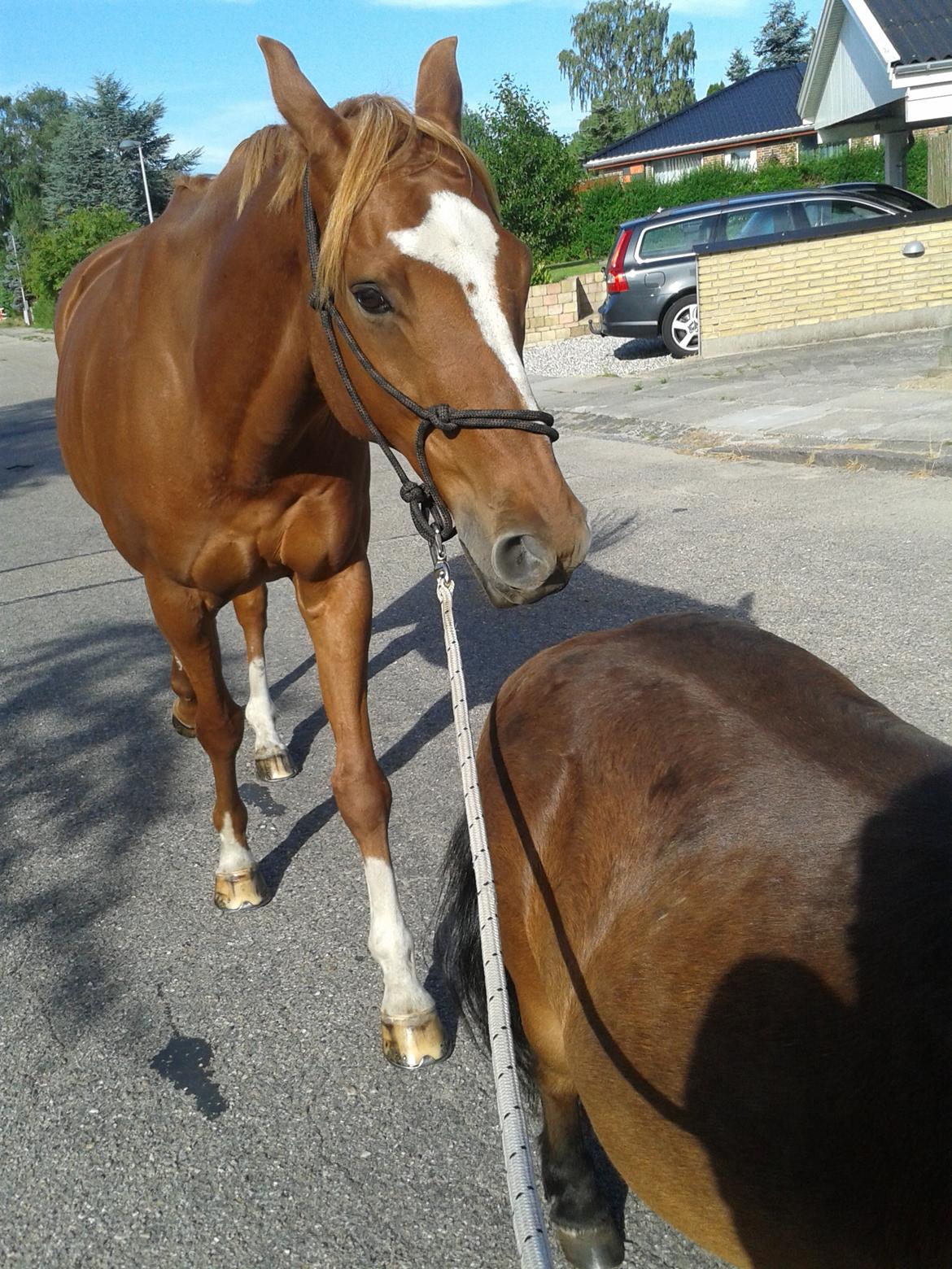 Fuldblod (XX) Maphard - Gåtur med Møffe & Nuller sommer 2014 billede 32