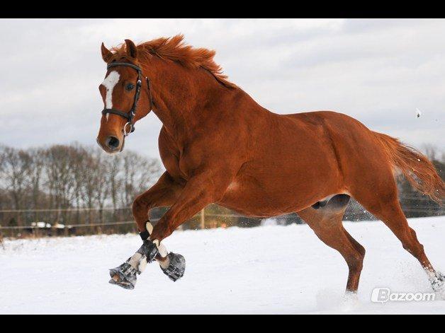 Fuldblod (XX) Maphard - Vinter 2013 billede 33