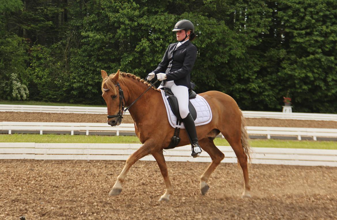 New Forest | Skovlys Günther | B-pony - Morsø 2014 <3 Foto: Line Nygaard billede 13