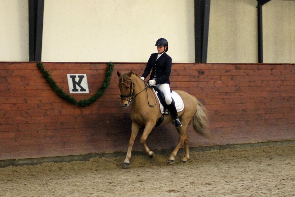 New Forest | Skovlys Günther | B-pony - Landsstævne i Middelfart D. 5 december 2014, her i PRT. Vores sidste stævne <3 Foto: mor billede 11