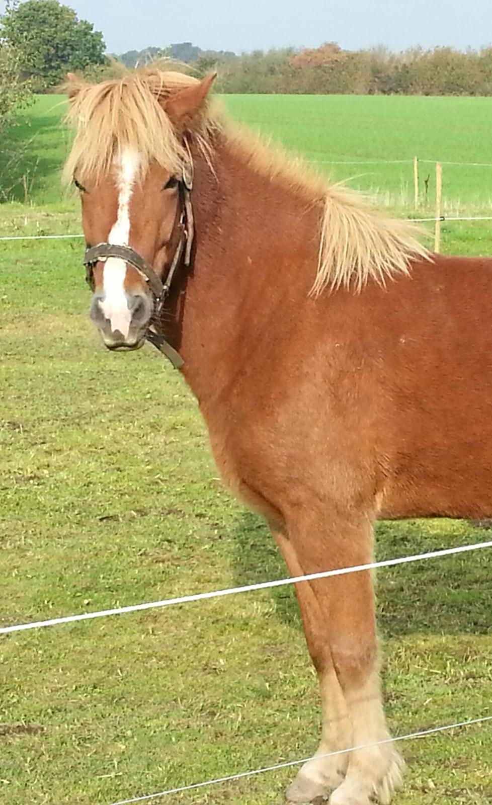 Islænder Trú fra Tungaarden billede 6