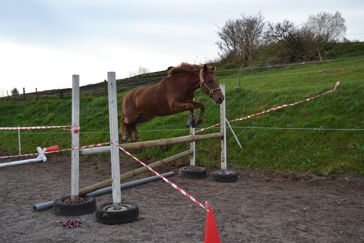 Anden særlig race Eligance billede 13