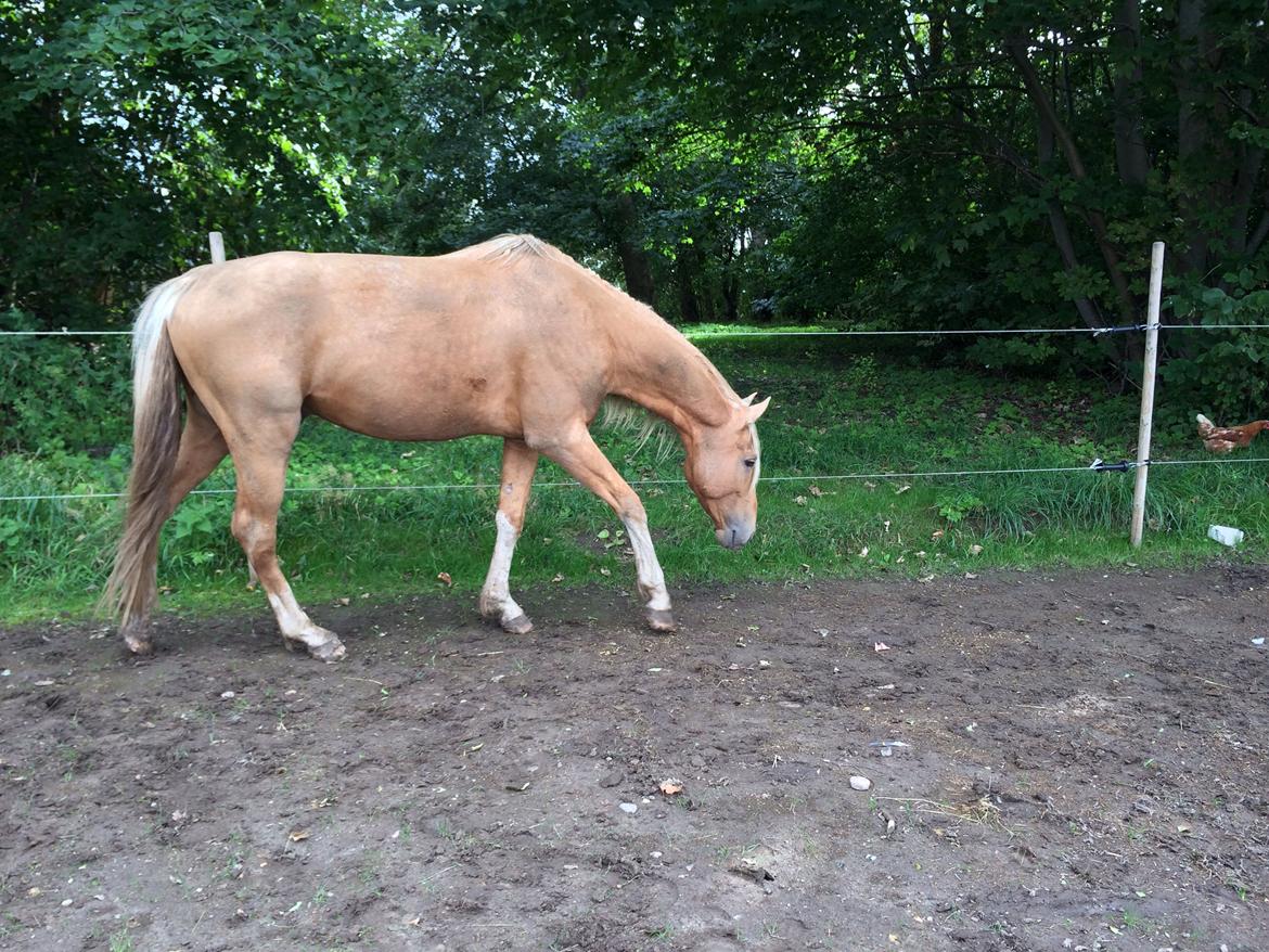 Palomino Ga' Cool Cash billede 13