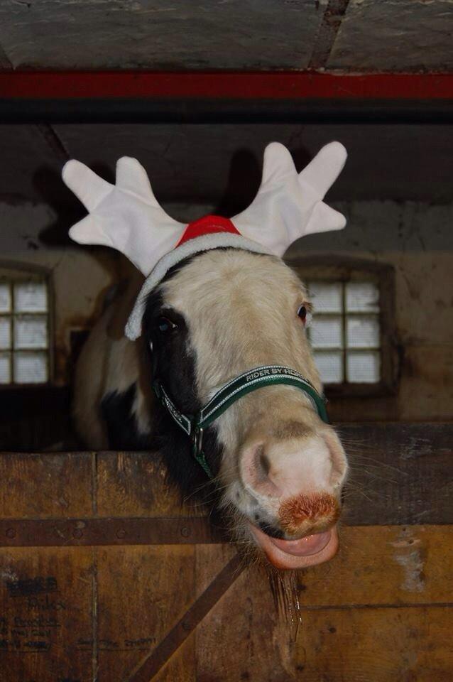 Tinker Hauge's Aileen [Ko] - Jule ko <3 - 3 år billede 25