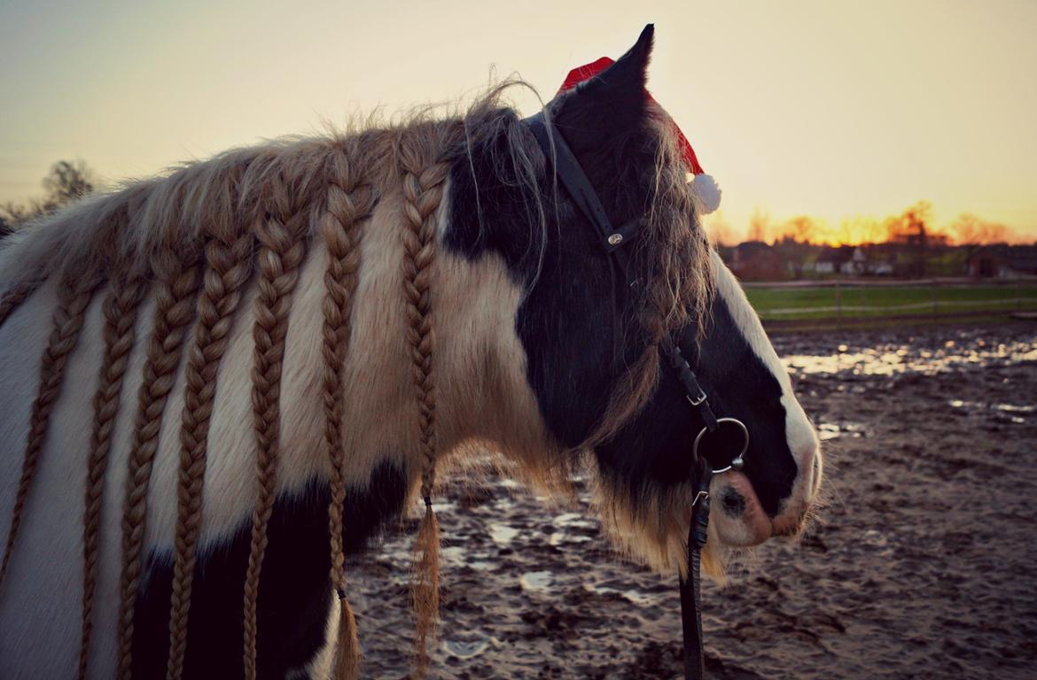 Irish Cob Bakkegårdens Shakira billede 6