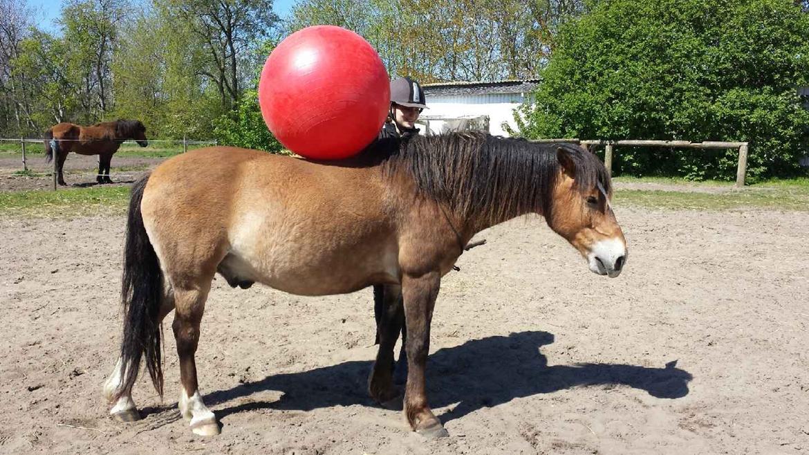 Anden særlig race Nemo billede 14
