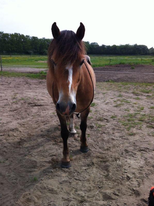 Anden særlig race Nemo billede 15