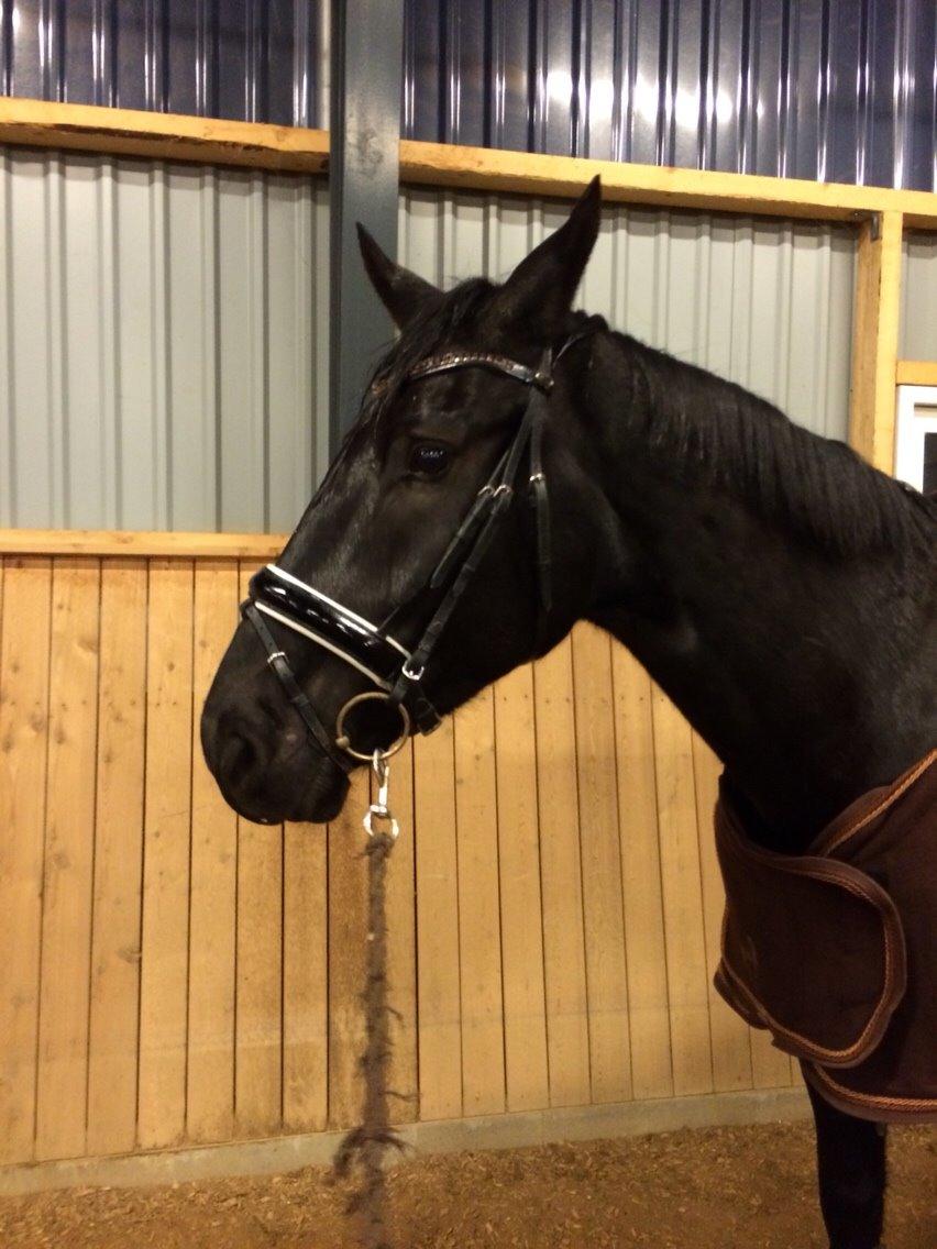 Dansk Varmblod Grandalsgårds Dakota -tidligere hest billede 2