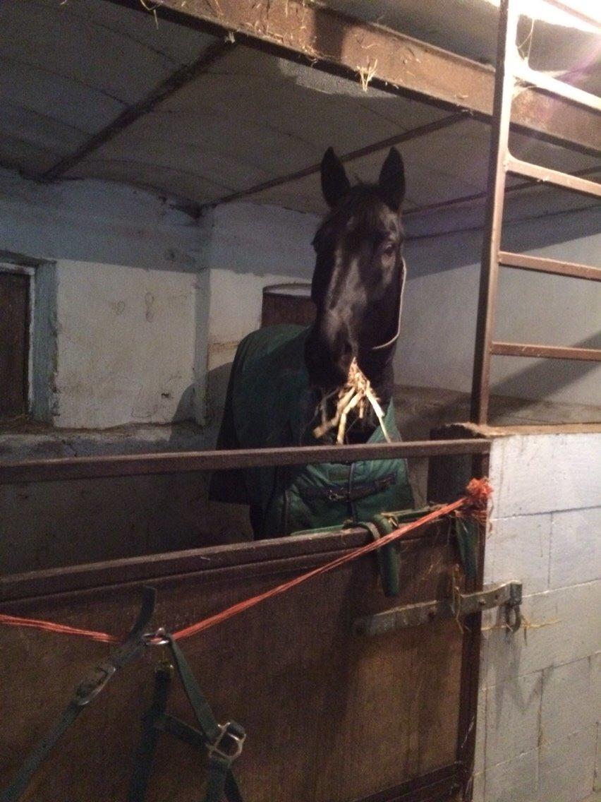 Dansk Varmblod Grandalsgårds Dakota -tidligere hest billede 5