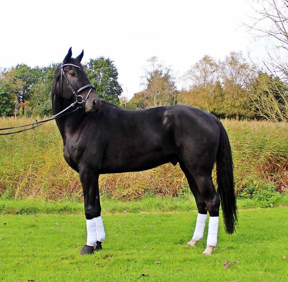 Dansk Varmblod Grandalsgårds Dakota -tidligere hest billede 8