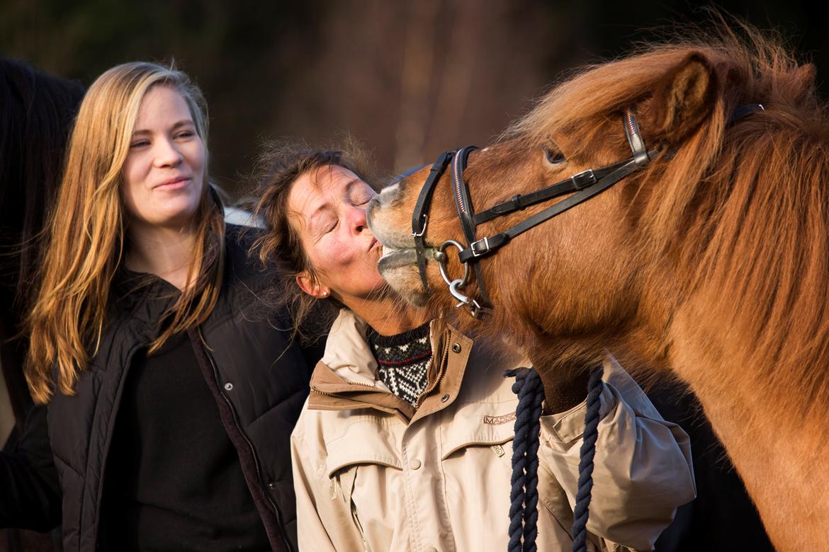 Islænder Neisti fra Munkhøj - Billedet er taget af Ken Liljegren billede 2