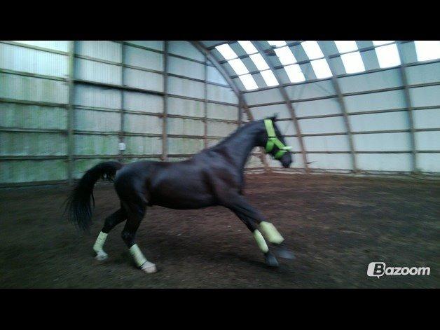 Oldenborg Flakkemosegårds Galantino billede 28