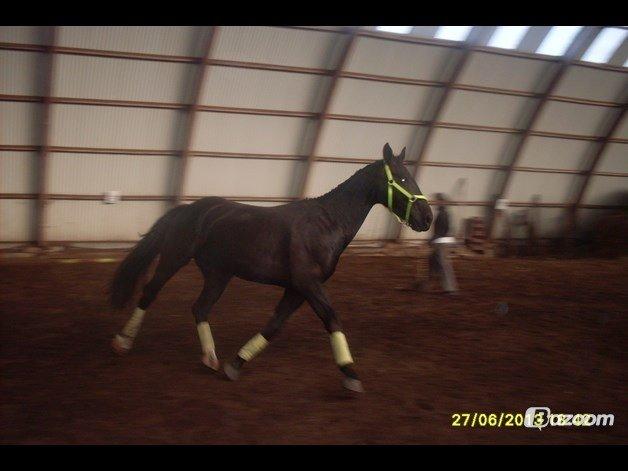 Oldenborg Flakkemosegårds Galantino billede 29