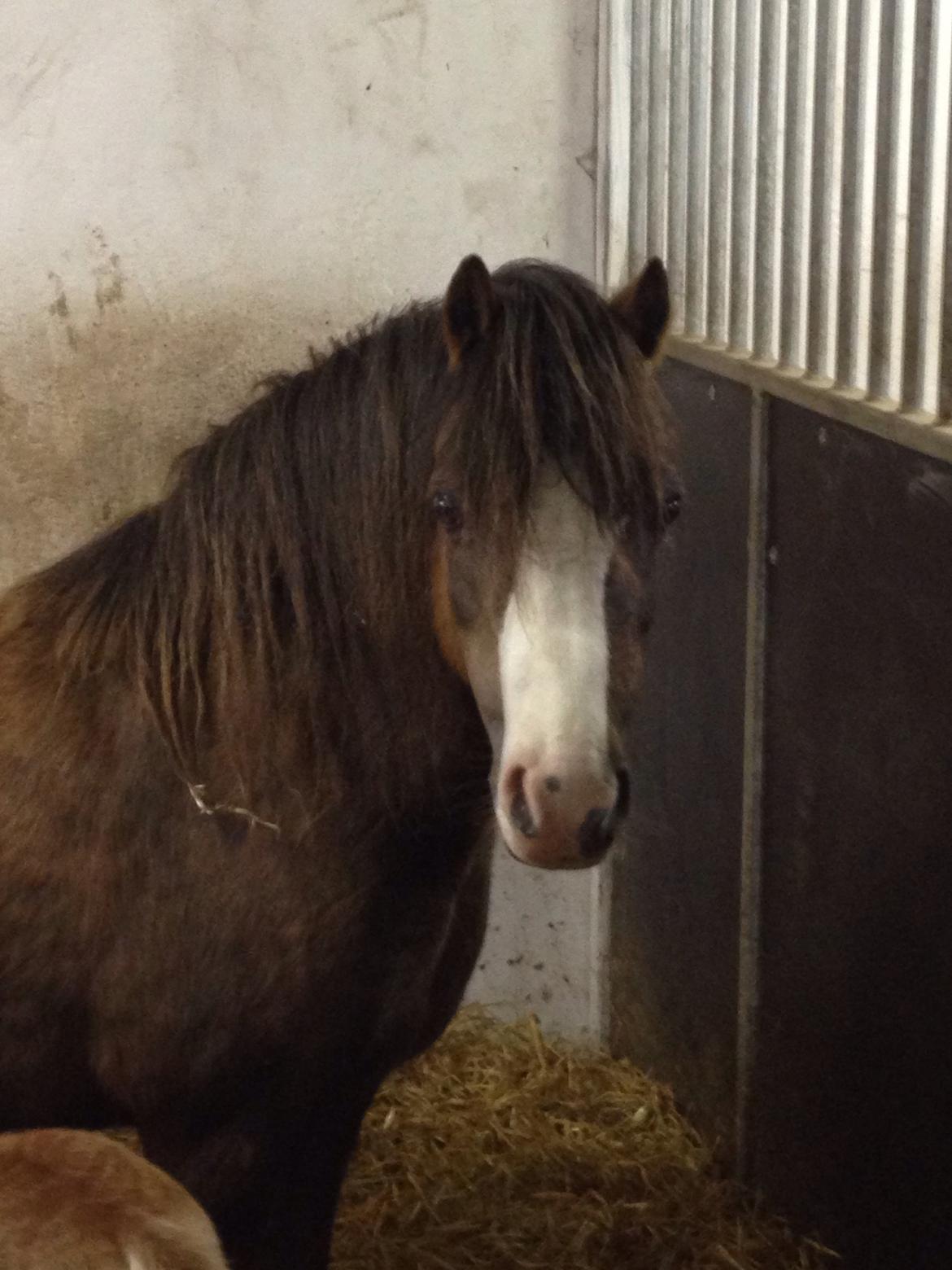 Welsh Mountain (sec A) Coverland Farah *SOLGT* R.I.P (død sommer 2020) billede 10