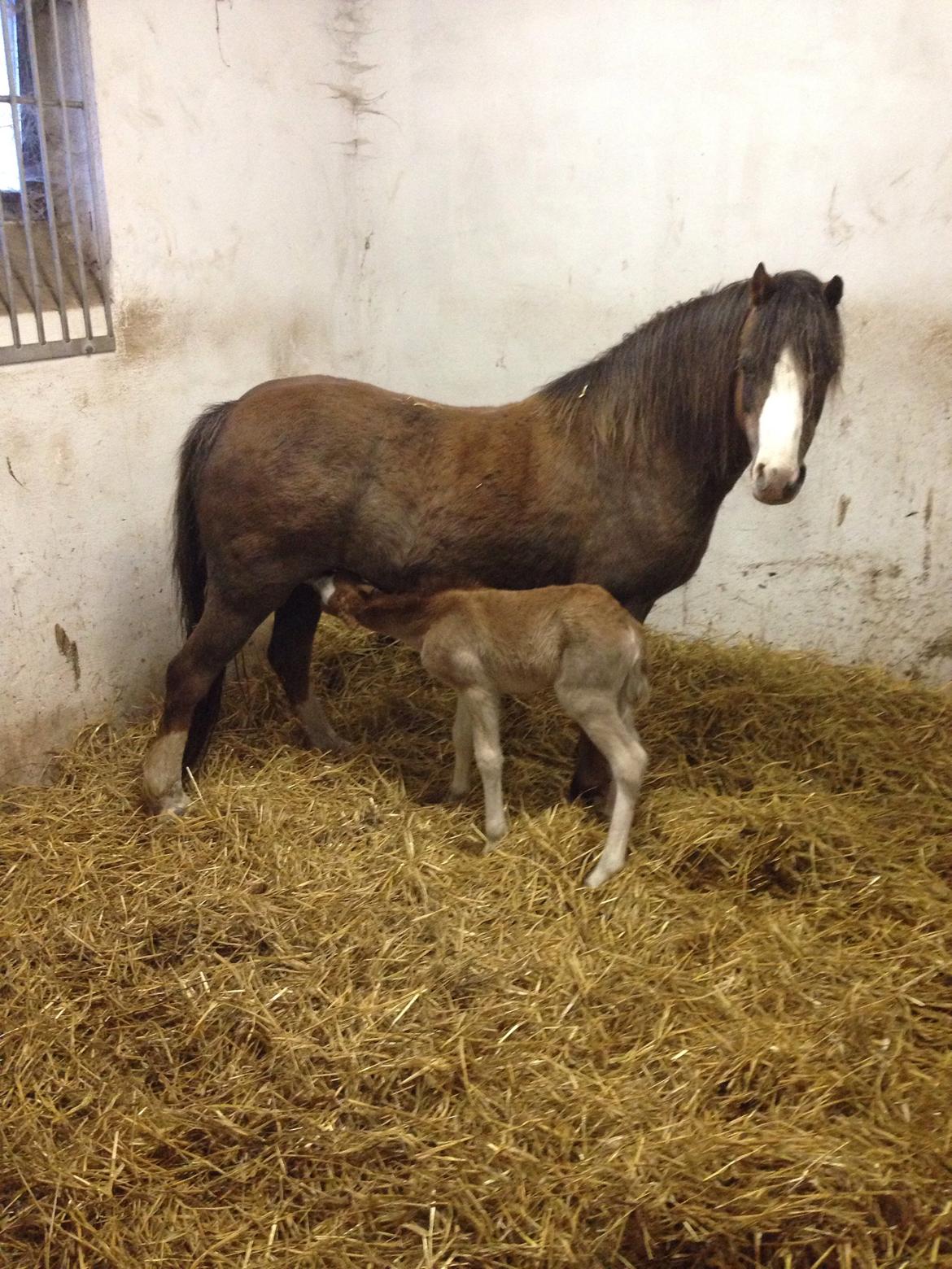 Welsh Mountain (sec A) Coverland Farah *SOLGT* R.I.P (død sommer 2020) billede 11